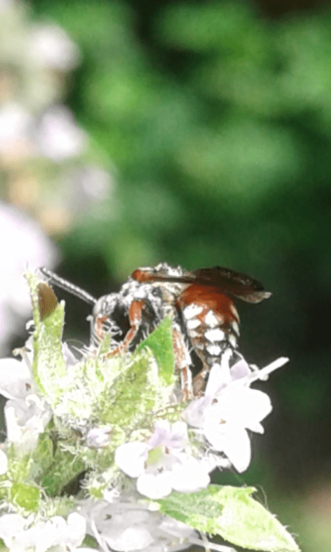 Apidae : Epeoloides coecultines? No, Pasites maculatus